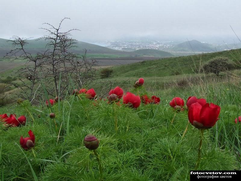 Цветы в Крыму