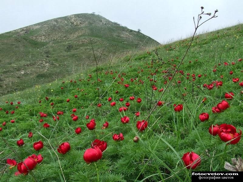 Красные цветы