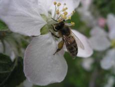 Пчела на соцветии яблони