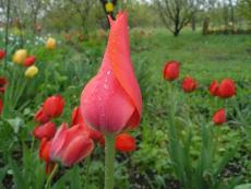 Красный тюльпан после дождя