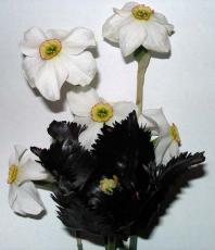Черный тюльпан и белые нарциссы