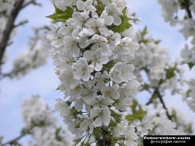 Ветка цветущей вишни