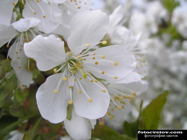 Цветок вишни