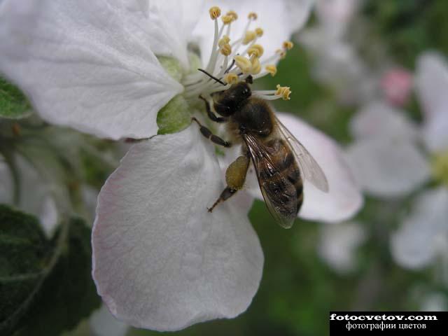 Пчела на соцветии яблони