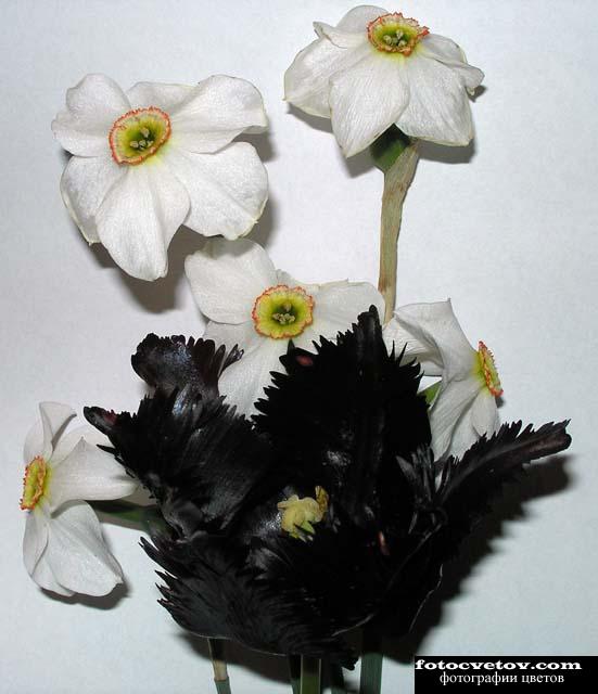 Черный тюльпан и белые нарциссы